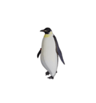 ケイジペンギン（個別スタンプ：10）