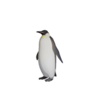 ケイジペンギン（個別スタンプ：12）