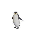 ケイジペンギン（個別スタンプ：14）