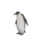 ケイジペンギン（個別スタンプ：15）