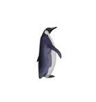 ケイジペンギン（個別スタンプ：16）