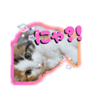 にゃんこスタンプ。。（個別スタンプ：4）