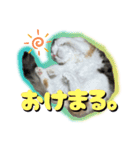 にゃんこスタンプ。。（個別スタンプ：7）