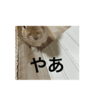 うさぎとカメ3（個別スタンプ：1）