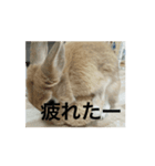 うさぎとカメ3（個別スタンプ：2）
