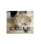 うさぎとカメ3（個別スタンプ：4）