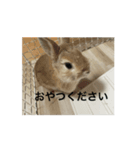 うさぎとカメ3（個別スタンプ：5）