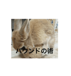 うさぎとカメ3（個別スタンプ：6）