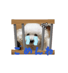 うちんちのラテちゃん（個別スタンプ：3）