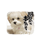 うちんちのラテちゃん（個別スタンプ：11）