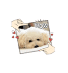 うちんちのラテちゃん（個別スタンプ：15）