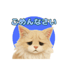 ふわふわメインクーンのアニメスタンプ（個別スタンプ：4）