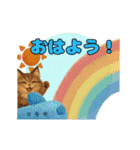 ふわふわメインクーンのアニメスタンプ（個別スタンプ：13）