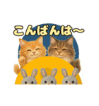 ふわふわメインクーンのアニメスタンプ（個別スタンプ：15）