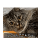 ペットのごまちゃんスタンプ（個別スタンプ：1）