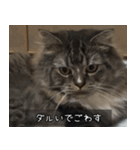 ペットのごまちゃんスタンプ（個別スタンプ：4）