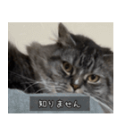 ペットのごまちゃんスタンプ（個別スタンプ：9）