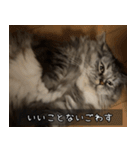 ペットのごまちゃんスタンプ（個別スタンプ：10）
