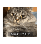 ペットのごまちゃんスタンプ（個別スタンプ：12）