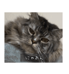 ペットのごまちゃんスタンプ（個別スタンプ：18）
