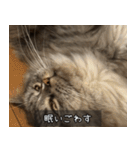 ペットのごまちゃんスタンプ（個別スタンプ：20）