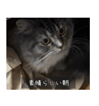 ペットのごまちゃんスタンプ（個別スタンプ：21）