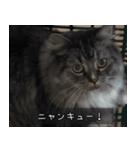 ペットのごまちゃんスタンプ（個別スタンプ：24）