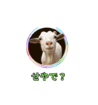 ⚫架空のショート動画の外国人で日常会話（個別スタンプ：38）