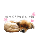 ペキックスのどんぐり（個別スタンプ：4）