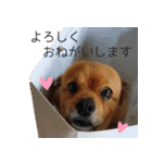ペキックスのどんぐり（個別スタンプ：6）