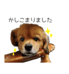 ペキックスのどんぐり（個別スタンプ：7）