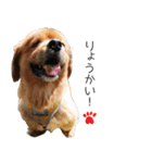 ペキックスのどんぐり（個別スタンプ：8）