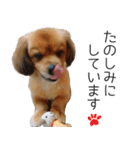 ペキックスのどんぐり（個別スタンプ：11）