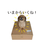 ペキックスのどんぐり（個別スタンプ：22）