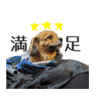 ペキックスのどんぐり（個別スタンプ：29）