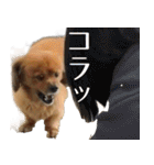 ペキックスのどんぐり（個別スタンプ：35）