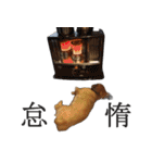 ペキックスのどんぐり（個別スタンプ：36）