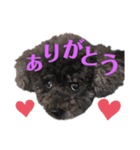 COCOピヨの幸せ（個別スタンプ：1）