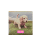 ラブリー、チャイちゃん 犬（個別スタンプ：1）