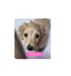 ラブリー、チャイちゃん 犬（個別スタンプ：7）