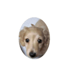 ラブリー、チャイちゃん 犬（個別スタンプ：9）