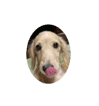 ラブリー、チャイちゃん 犬（個別スタンプ：10）