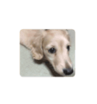 ラブリー、チャイちゃん 犬（個別スタンプ：12）