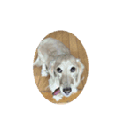 ラブリー、チャイちゃん 犬（個別スタンプ：16）
