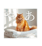 猫好きに送る おしゃれなスタンプ（個別スタンプ：1）