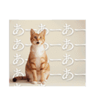 猫好きに送る おしゃれなスタンプ（個別スタンプ：7）