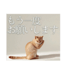猫好きに送る おしゃれなスタンプ（個別スタンプ：9）