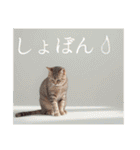 猫好きに送る おしゃれなスタンプ（個別スタンプ：13）