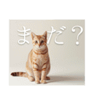 猫好きに送る おしゃれなスタンプ（個別スタンプ：16）