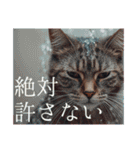 猫好きに送る おしゃれなスタンプ（個別スタンプ：19）